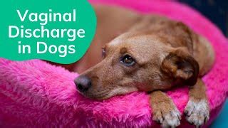 Yellow Discharge from Dogs Anus: Causes & Treatments